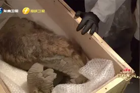 保存最为完整的猛犸象鼻，张昕宇感叹“这是触摸上一个时代”视频封面
