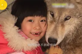 小女孩养了一头狼作为宠物，不仅非常听话，还能当成雪地犬玩。视频封面