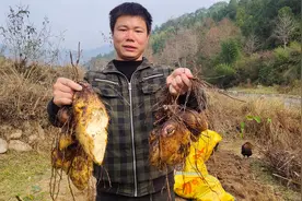 沙地里种了3年没挖的大山货，一棵挖出来就十几斤，发财了视频封面