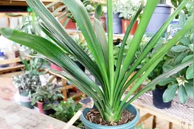 君子兰干瘪无光泽，用上这两种“自制肥”，叶片油绿发亮