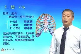 人体解刨学：1.4骨学—胸骨与肋骨视频封面