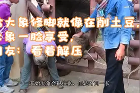 给大象修脚就像在削土豆，大象一脸享受，网友：看着解压视频封面