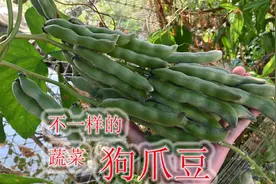 不一样的蔬菜“狗爪豆”，它的学名叫“黧豆”，味道独特营养好视频封面