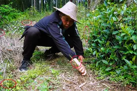 竹林旁边的茶地，发现密密麻麻的甜竹笋，小伙拔了一篮子给媳妇吃