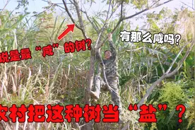 据说农村把这种树当“盐巴”用？世界上最咸的树之一，到底有多咸视频封面