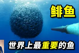 用鱼雷轰炸鲱鱼群，到底是怎么回事？鲱鱼罐头其实你们都吃错了！