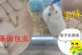 喂养仓鼠3条面包虫 看看仓鼠吃面包虫的样子
