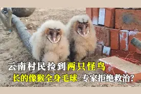 云南村民捡俩怪鸟，长的像猴全身毛球，专家直呼珍贵却拒绝救治？视频封面
