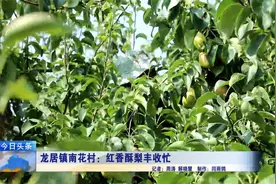 龙居镇南花村：梨香满园 千亩红香酥梨丰收忙视频封面