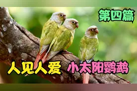 【第四篇】人见人爱小太阳，鹦鹉届的杂耍大师视频封面