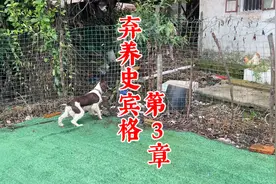以嗅觉出名的史宾格，为何会遭遇遗弃？训犬师拍摄分析其缘由视频封面