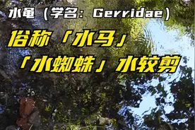水黾（学名：Gerridae）俗称「水马」、「水蜘蛛」、「水较剪」视频封面