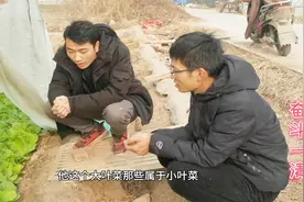 新式和传统菠菜菠菜，销路那个更据有优势，听听代办怎么说。