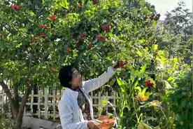 山楂美味，你知道生山楂、焦山楂都有什么作用，怎么吃吗？