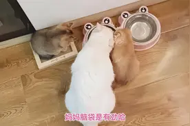 小奶猫饿急了，跟猫妈抢食毫不客气，猫妈的表现证明它绝对是亲妈