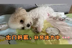 狗狗亲姐弟俩出门也是完全两种性格，一只小心谨慎，一只无所畏惧视频封面