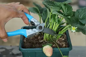 养草莓，经常给这样剪一剪，果子又多又大个！视频封面