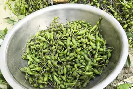 河南农村常见槐树是个宝，花能吃果是药，槐豆降脂降血压还治痔疮