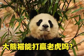 大熊猫能打赢老虎吗？视频封面