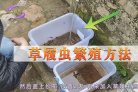 如何繁殖草履虫 培养方法很简单 洄水制作过程 斗鱼苗喂养开口粮视频封面