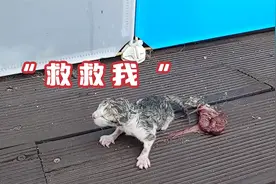 刚刚出生的流浪猫，还没有人的手大，被好心人顺利剪掉脐带视频封面