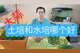 大蒜土培和水培哪个好？为什么水培大蒜长得快？哪种适合你？