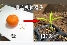 冬天都吃橘子，怎么用橘子籽，种一盆树？教你傻瓜式繁殖