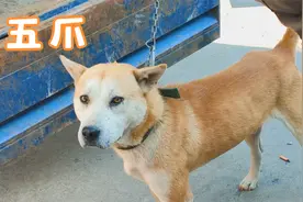 这条狗因为后腿多一个脚趾，要卖几千元高价视频封面