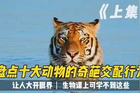 盘点十大动物的奇葩交配行为，让人大开眼界，生物课上学不到这些视频封面