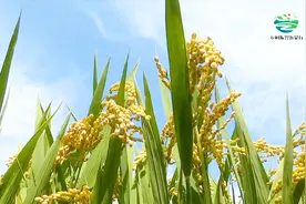 山东郯城：乾隆皇帝吃过的米，53岁归昌人为村民谋致富路视频封面