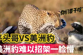食物链顶端的美洲豹，居然被蜜獾给欺负！实在是太狼狈！视频封面