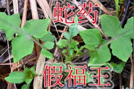 蛇药植物“假福王草”，采药人称为“润肺草”，山谷中珍贵又稀缺视频封面