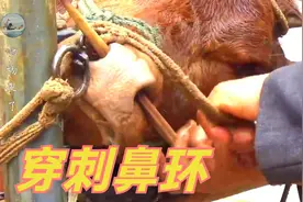 牛鼻环是什么？到底是谁发明的？为什么全世界的牛都穿了牛鼻环？视频封面