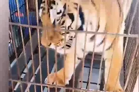 河南南阳一景区两只老虎“越狱”咬死饲养员，被警方双双击毙视频封面