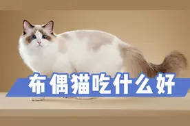 布偶猫吃什么好？6大类食物，主人可以投喂