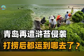 连续15年侵略青岛的浒苔，打捞后运去了哪？是危机还是商机？