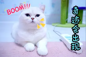 小猫咪得了绝症不想活了，哥哥：要相信奇迹视频封面