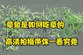 草鱼是如何吃草的，先吃大的还是先吃小的，高清拍摄一目了然视频封面