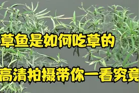 草鱼是如何吃草的，先吃大的还是先吃小的，高清拍摄一目了然视频封面