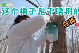 树枝上悬挂的塑料桶，你能猜到是干什么用的吗？视频封面