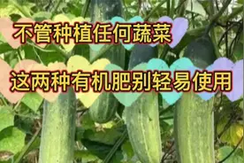 不管种植什么蔬菜，两种有机肥不要轻易使用，有多人已经中招视频封面