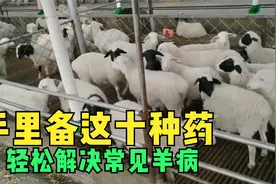 养羊常用的十种药，每一种药都防治什么病？视频最后有汇总表视频封面