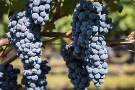 为什么宁夏葡萄酒享誉世界，国际博览会即将举办，给我们哪些启示视频封面