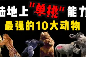 地表最强悍的10种动物排名，单挑情况下，老虎真的就是最强的？