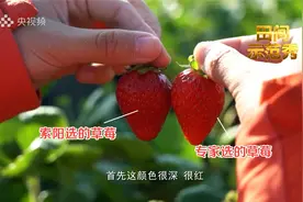 草莓怎么挑？乡土专家这一招绝了！视频封面