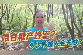 真正的养蜂人会喂白糖给蜜蜂吃，但并不是为了造假，这是天大误解视频封面
