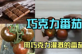 巧克力番茄？用巧克力灌溉的番茄？销量过万，会有巧克力的味道吗视频封面
