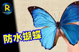 千变女神蓝闪蝶，指导科学家制造世上最防水的材料，比荷叶强40%