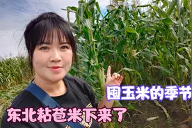 东北姑娘承包50亩土地种粘苞米，一共能收20万棒，明年继续种视频封面