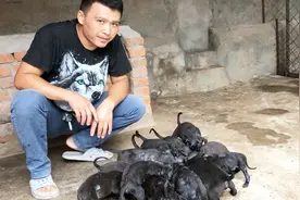 农村小伙20000块买的猛犬，一窝产下14只幼崽，一只卖3000发财了视频封面